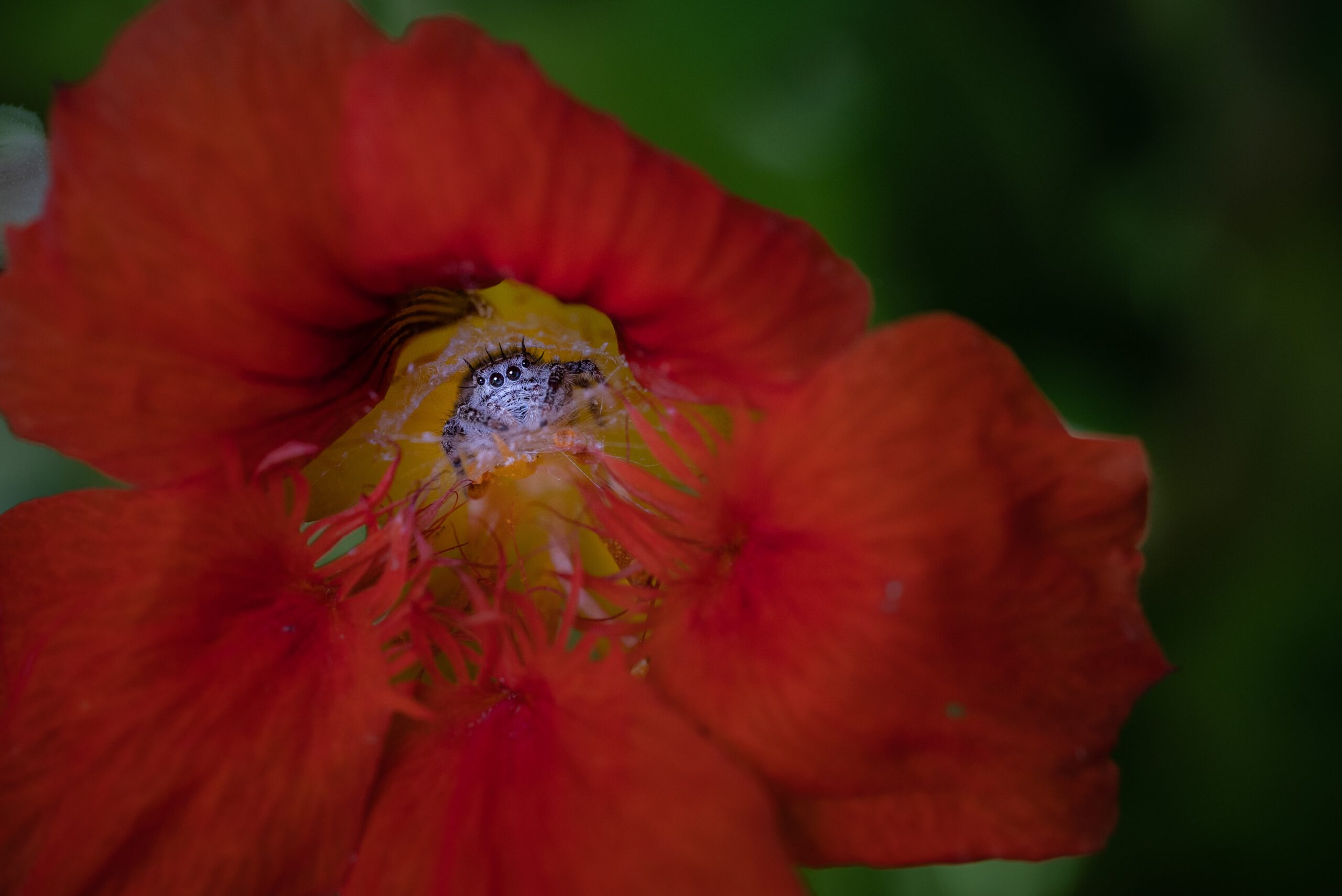 Czerwony kwiat nasturcji jadalnej na zielonym tle liści