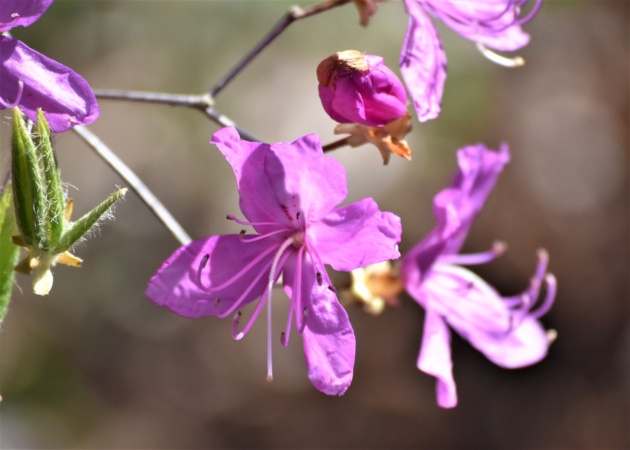 Przesadzony fioletowy rododendron w ogrodzie