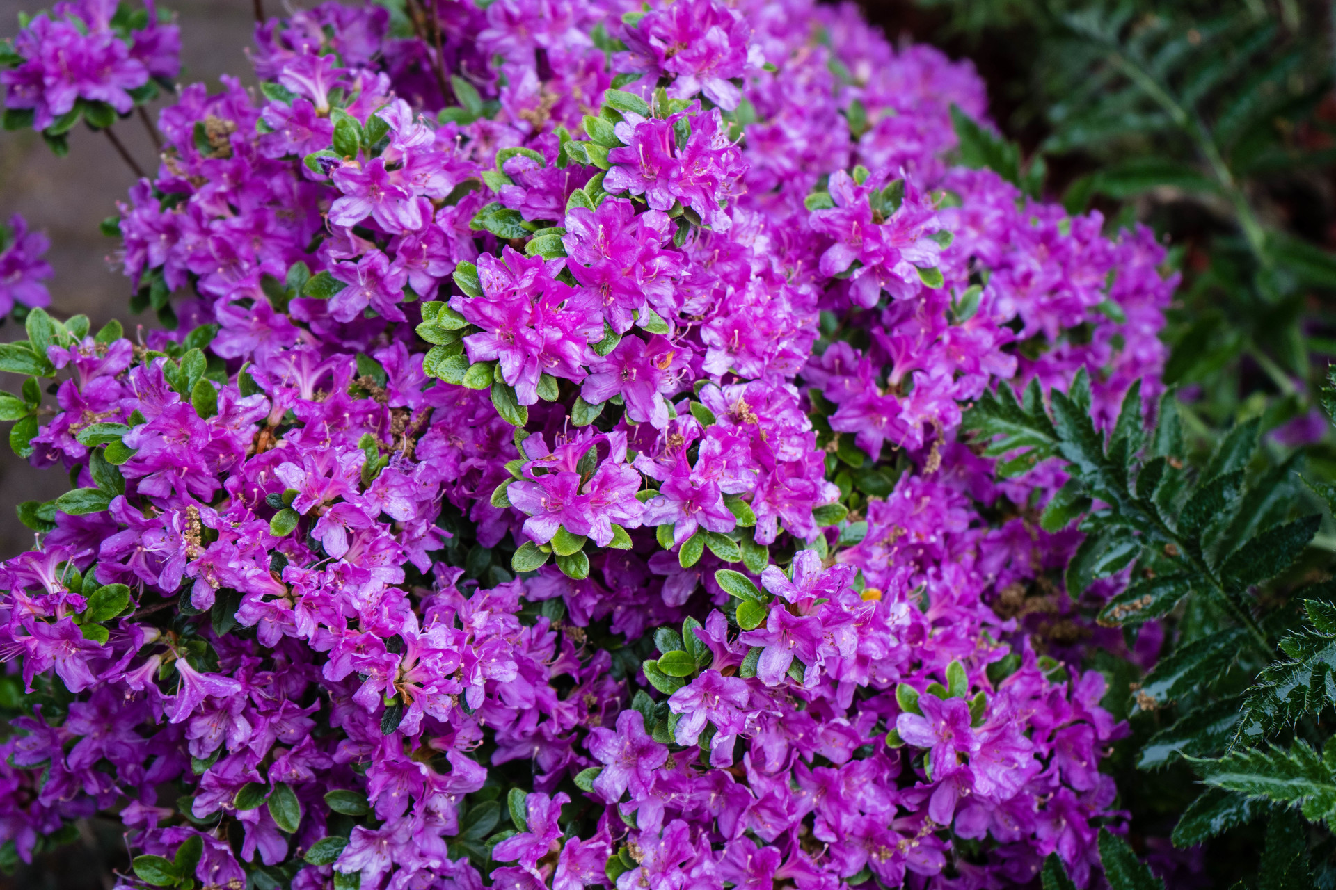 Rhododendron roseum elegans